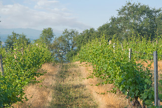 Dégustation vins aux Vignerons de Verneuil à Verneuil-sur-Vienne (87)