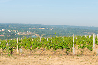 Dégustation vins aux Vignerons de Verneuil à Verneuil-sur-Vienne (87)