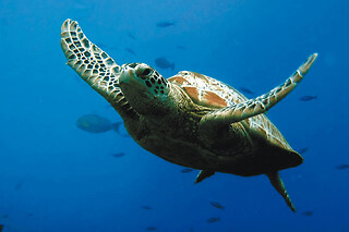 Billet pour l'Aquarium Sea Life Val d'Europe (77)