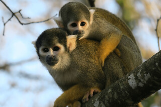 Billet pour la Vallée des Singes (86)