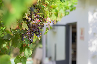 Dégustation pour 2 au Clos Sorian à Montpellier (34)