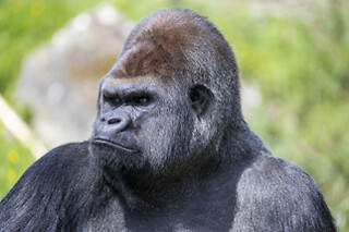ZooParc de Beauval - Séjour 1 jour et 1 nuit pour 2