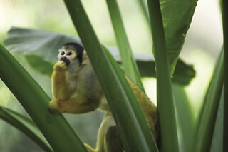 ZooParc de Beauval - Séjour 1 jour et 1 nuit pour 2