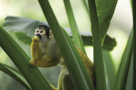 ZooParc de Beauval - Séjour 1 jour et 1 nuit pour 2