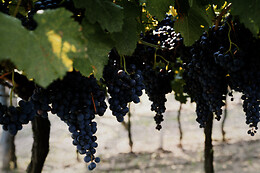 BODEGA OLIVERA