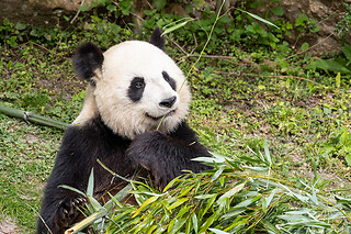 ZooParc de Beauval - Séjour 1 jour et 1 nuit pour 2