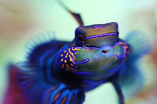Billet Pour L'aquarium De Lyon (69)