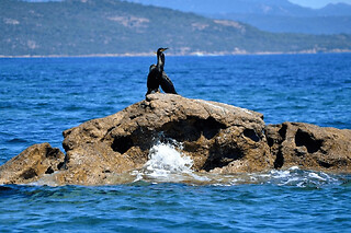 Croisière Nature et Découverte au départ de Porto Vecchio (20)