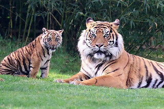 Billet pour le Zoo de Labenne (40)