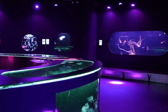 Billet nocturne pour l'Aquarium de Paris - Enfant