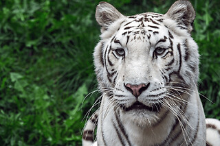 Billet pour le ZooParc de Trégomeur (22)