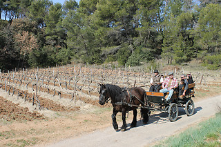 Atelier d'oenologie pour 4 chez les Vignerons du Mont Ventoux à Bedoin (84)