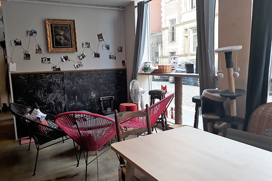 Le chat puccino - photo 3