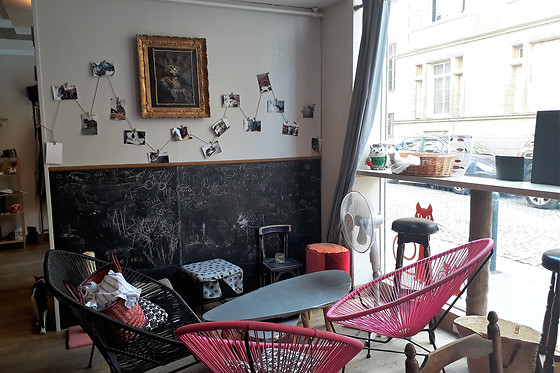 Le chat puccino - photo 4