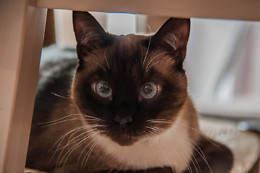 Le chat puccino