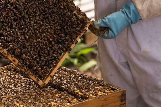 Stage 1/2 journée apiculture à Daux près de Toulouse