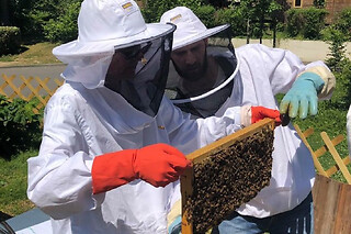1/2 journée Apiculture à Beaumes-de-Venise près d'Orange (84)