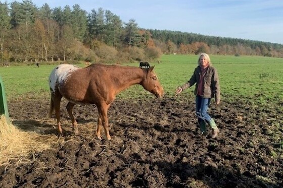 Equicoaching - photo 6