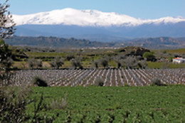 BODEGAS PAGO DE ALMARAES