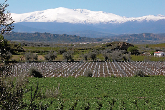 BODEGAS PAGO DE ALMARAES - photo 0