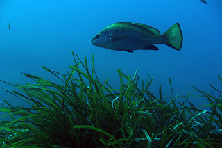 Baptême de plongée pour deux - BNR Diving - Beaulieu-sur-Mer (06)