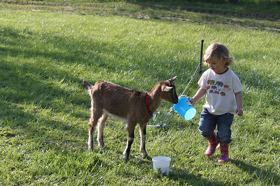 La Ferme des Pignons - photo 1