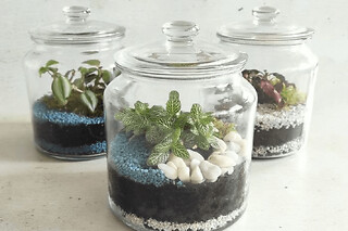 Atelier terrarium à Villeurbanne (69)