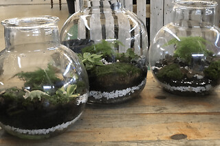 Atelier "Je crée mon terrarium" à Villejuif
