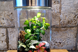 Atelier Terrarium lumineux petit format à Paris 20ème