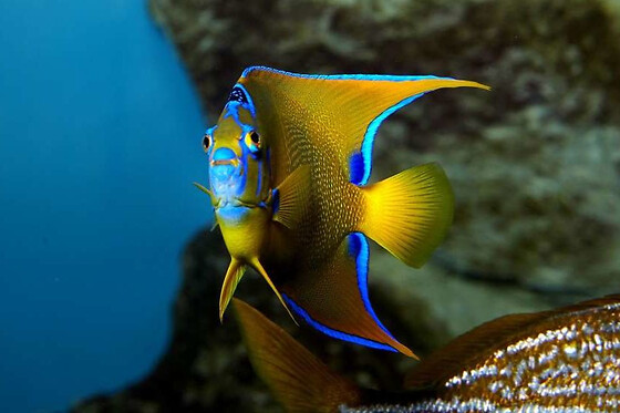 Billet pour le Grand Aquarium de Saint-Malo (35) - Enfant