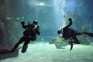 Billet combiné Aquarium de Biarritz + Cité de l'Océan