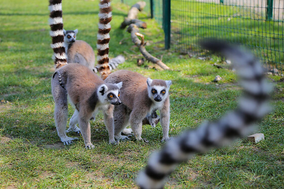 Billet pour le Parc Saint Léger Parc Animalier (60)
