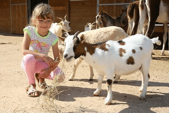 Billet pour le Parc Saint Léger Parc Animalier (60)